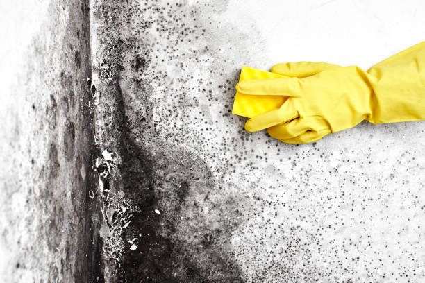 Best Attic Mold Remediation in Berry College, GA