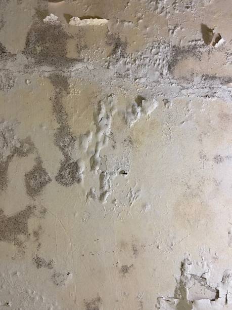 Best Industrial Mold Remediation in Berry College, GA