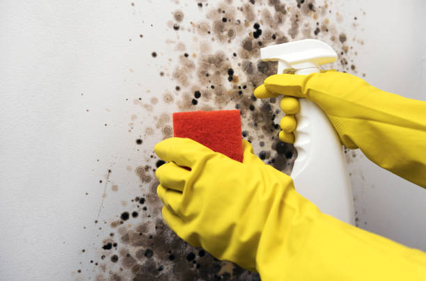Best Emergency Mold Remediation in Berry College, GA