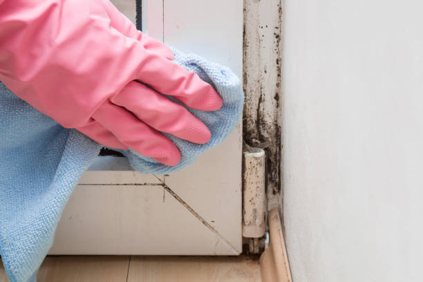 Best Mold Remediation for Specific Building Types in Berry College, GA