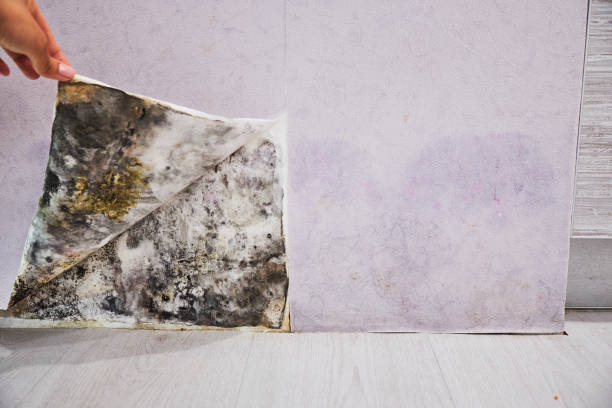 Best Residential Mold Remediation in Berry College, GA